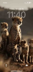 Cheetah-family